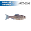 Panorama 3.5 - 6th Sense